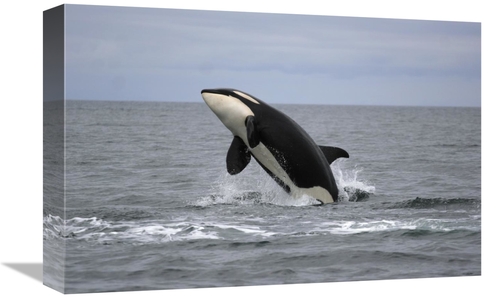 Global Gallery GCS-453564-1218-142 12 x 18 in. Orca Breaching, Pri