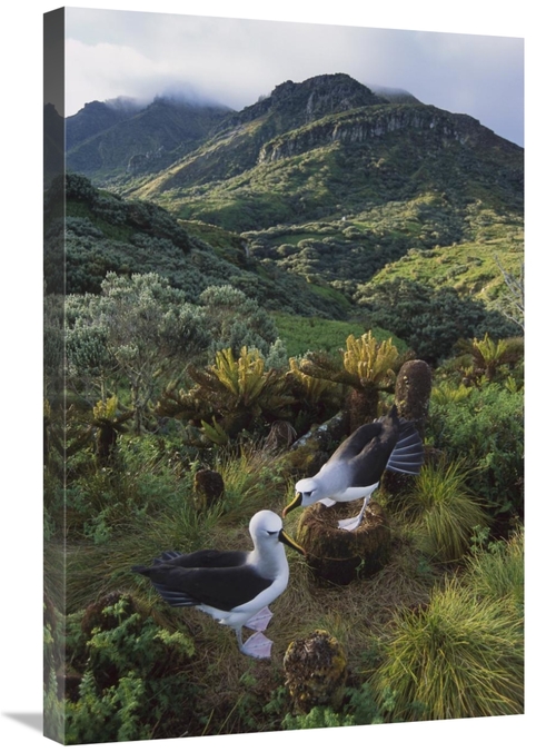 Global Gallery GCS-451813-2030-142 20 x 30 in. Yellow-Nosed Albatross 