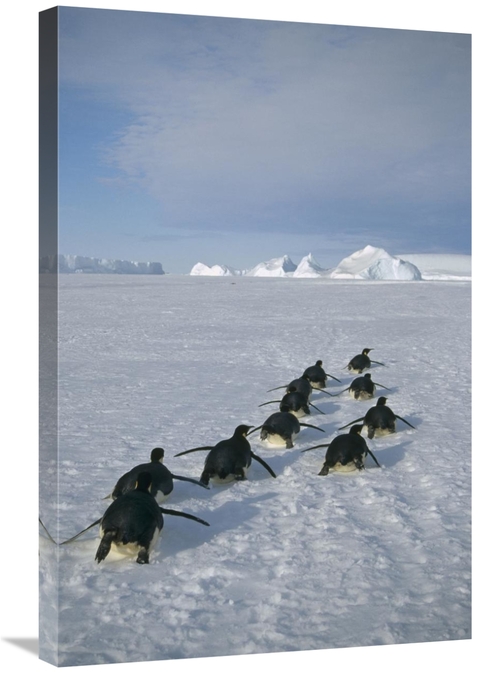 Global Gallery GCS-451118-2030-142 20 x 30 in. Emperor Penguins Tobogg