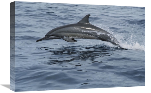 Global Gallery GCS-397963-1624-142 16 x 24 in. Spinner Dolphin Porpois