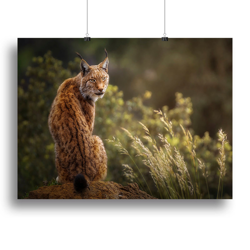 Lynx Fine Art Canvas Print or Poster