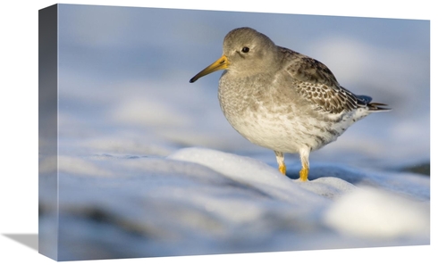 Global Gallery GCS-398231-1218-142 12 x 18 in. Purple Sandpiper Standi