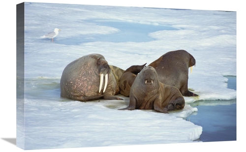 Global Gallery GCS-451090-1624-142 16 x 24 in. Atlantic Walrus Bachelo