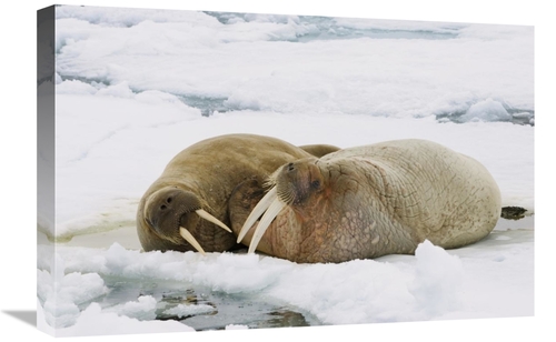 Global Gallery GCS-452707-1624-142 16 x 24 in. Walrus Male & Female on