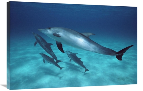 Global Gallery GCS-450692-2436-142 24 x 36 in. Atlantic Spotted Dolphi