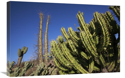 Global Gallery GCS-398093-2030-142 20 x 30 in. Organ Pipe Cactus, 