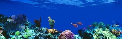 Underwater  Caribbean Sea Poster Print by  - 36 x 12