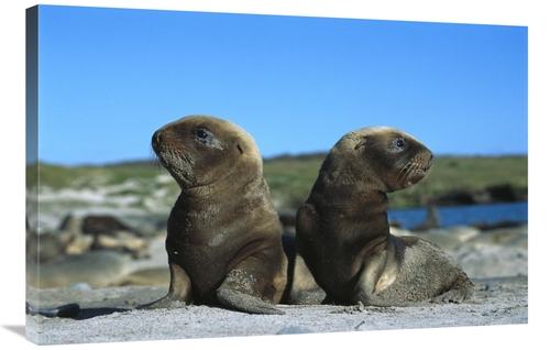 Global Gallery GCS-451621-2436-142 24 x 36 in. Hookers Sea Lion Pups P