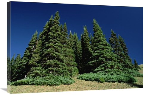 Global Gallery GCS-450924-2436-142 24 x 36 in. Subalpine Fir Trees on 