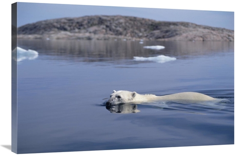 Global Gallery GCS-397838-2436-142 24 x 36 in. Polar Bear Swimming&#44