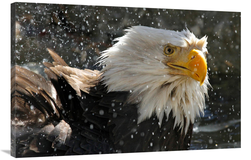 Global Gallery GCS-486404-40-142 40 in. Bald Eagle Bath II Art Print -