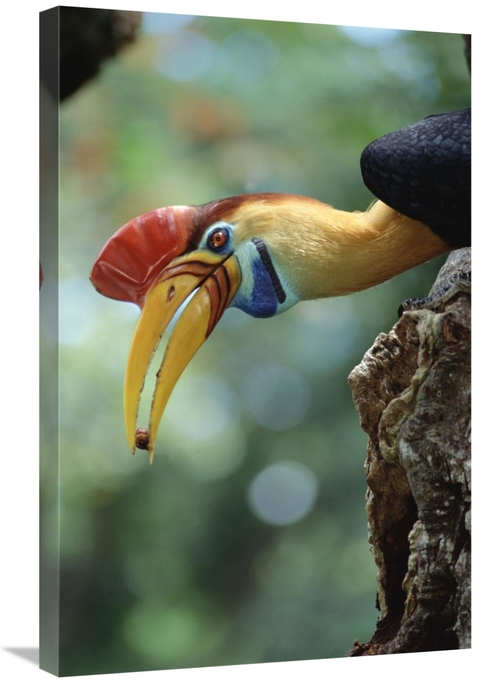 20 x 30 in. Sulawesi Red-Knobbed Hornbill Male Delivering Figs to Fema