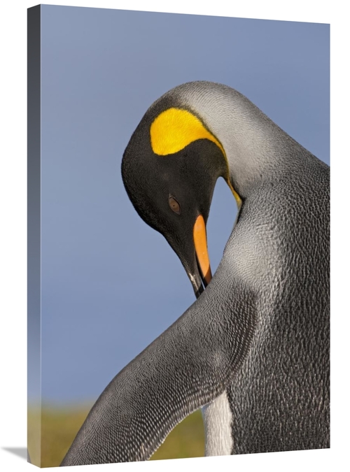 Global Gallery GCS-395343-2030-142 20 x 30 in. King Penguin Preening&#