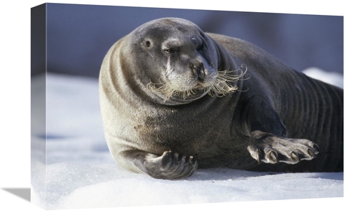 Global Gallery GCS-451185-1218-142 12 x 18 in. Bearded Seal Resting on