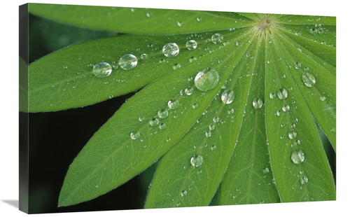 Global Gallery GCS-453607-2030-142 20 x 30 in. Water Droplets on Green