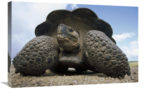 Global Gallery GCS-451372-2030-142 20 x 30 in. Galapagos Giant Tortois