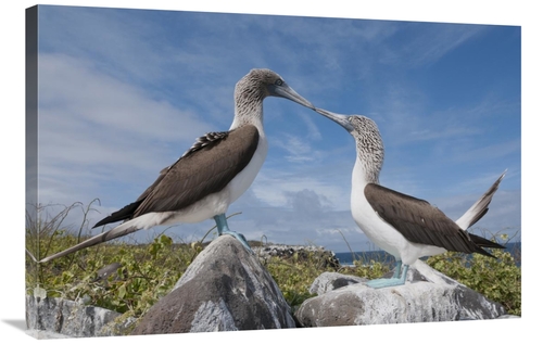 Global Gallery GCS-395647-2436-142 24 x 36 in. Blue-Footed Boobies in 
