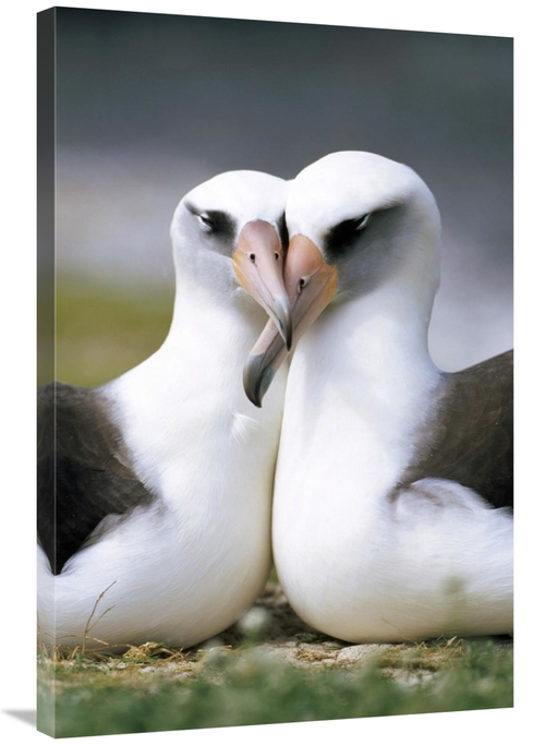 Global Gallery GCS-395610-2436-142 24 x 36 in. Laysan Albatross Pair B