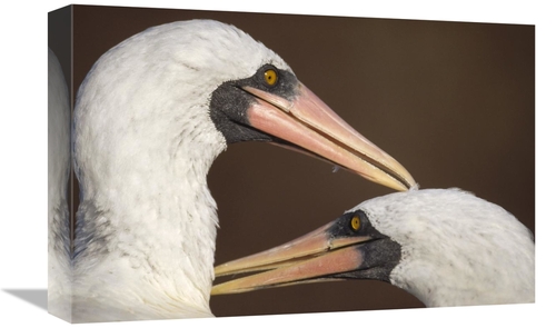 Global Gallery GCS-451239-1218-142 12 x 18 in. Masked Booby Couple All