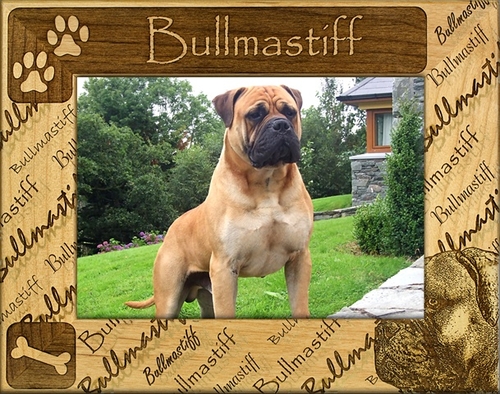 Giftworks Plus DBA0042 Bullmastiff- Alder Wood Frame- 3.5 x 5 In