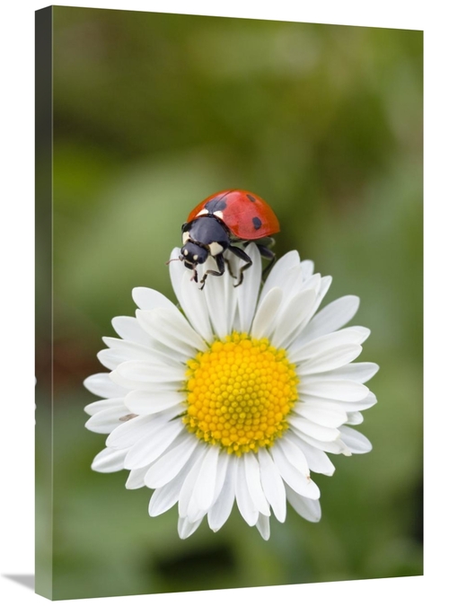 Global Gallery GCS-452719-2030-142 20 x 30 in. Seven-Spotted Ladybird 