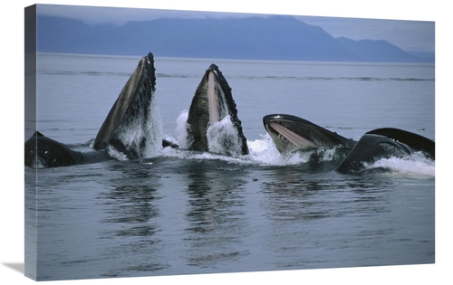 Global Gallery GCS-450808-2030-142 20 x 30 in. Humpback Whale Pod Gulp