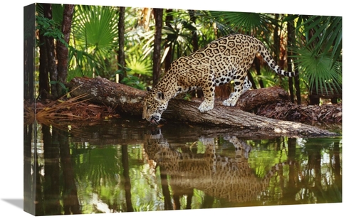 Global Gallery GCS-452755-1624-142 16 x 24 in. Jaguar Drinking, Be