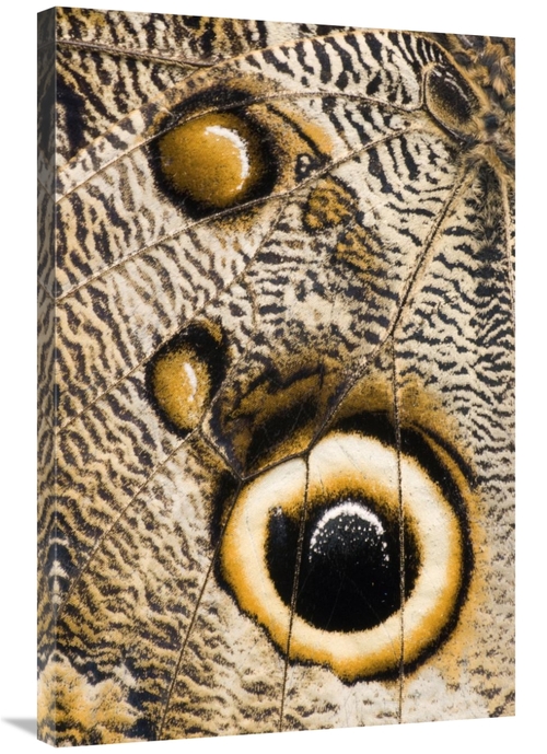 Global Gallery GCS-397357-2436-142 24 x 36 in. Atreus Owl Butterfly Wi