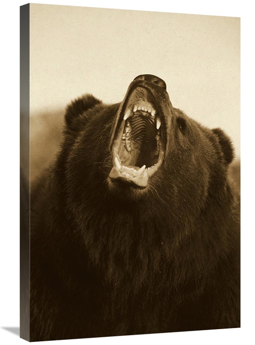 Global Gallery GCS-453695-2030-142 20 x 30 in. Grizzly Bear Close Up o