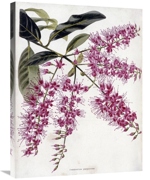 Global Gallery GCS-268252-30-142 30 in. Combretum Purpureum Art Print 