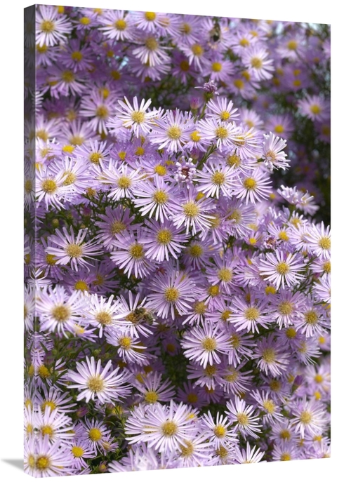 Global Gallery GCS-398357-2436-142 24 x 36 in. Aster Pink Star Variety
