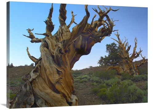 Global Gallery GCS-396944-3040-142 30 x 40 in. Foxtail Pine Tree, 