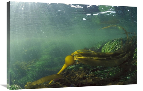 Global Gallery GCS-450831-2436-142 24 x 36 in. Bull Kelp Underwater
