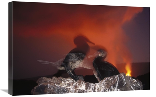 Global Gallery GCS-451276-2030-142 20 x 30 in. Flightless Cormorants A