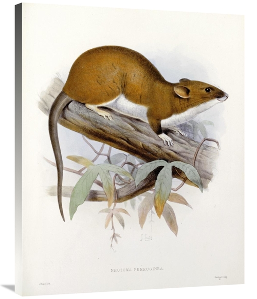 Global Gallery GCS-268186-36-142 36 in. Nectoma Ferruginea Art Print -