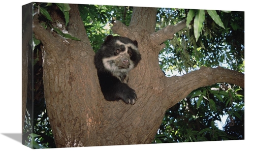 Global Gallery GCS-451508-1218-142 12 x 18 in. Spectacled Bear Resting