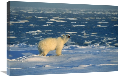 Global Gallery GCS-452506-2030-142 20 x 30 in. Polar Bear on Ice Field