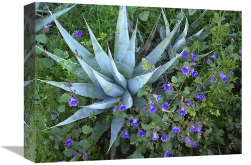 Global Gallery GCS-452092-1216-142 12 x 16 in. Desert Bluebell & Agave