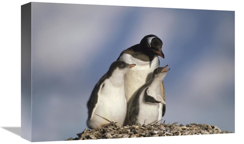 Global Gallery GCS-452895-1218-142 12 x 18 in. Gentoo Penguin Chicks B