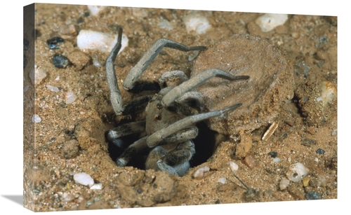 Global Gallery GCS-397451-1624-142 16 x 24 in. Forrests Wolf Spider Em