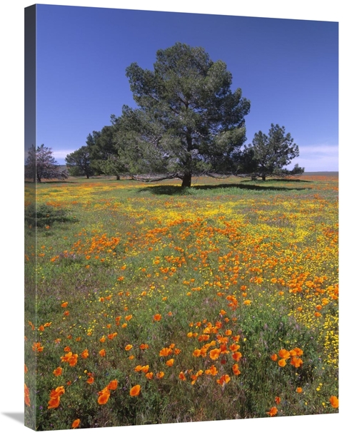 Global Gallery GCS-452149-2432-142 24 x 32 in. California Poppy & Erio