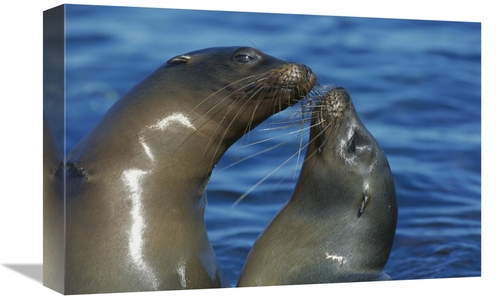Global Gallery GCS-395600-1218-142 12 x 18 in. Galapagos Sea Lion Fema