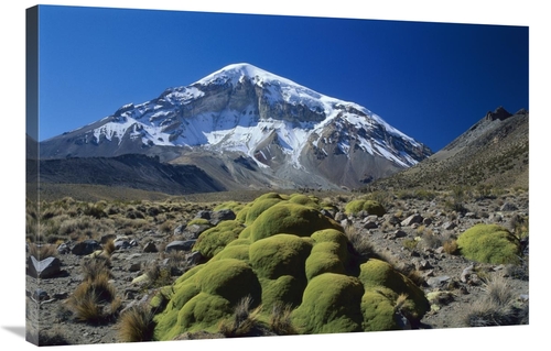 Global Gallery GCS-453526-2436-142 24 x 36 in. Cushion Plant & Nevado 