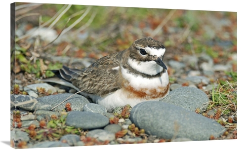Global Gallery GCS-397460-40-142 40 in. Double-Banded Plover on Ground