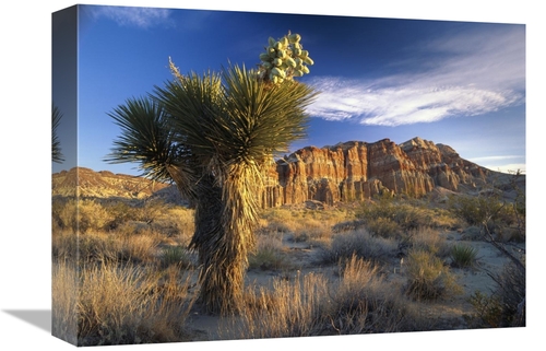 Global Gallery GCS-396232-1216-142 12 x 16 in. Joshua Tree at Red Rock