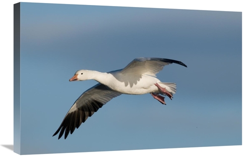 Global Gallery GCS-397412-2030-142 20 x 30 in. Snow Goose Flying, 