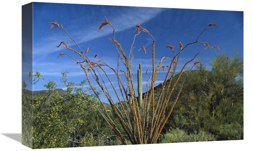 Global Gallery GCS-396327-1218-142 12 x 18 in. Ocotillo Saguaro Grease