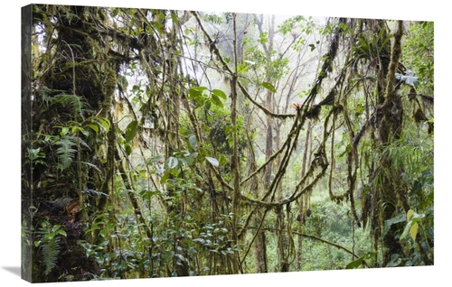 Global Gallery GCS-452697-2436-142 24 x 36 in. Rainforest At Cerro De 