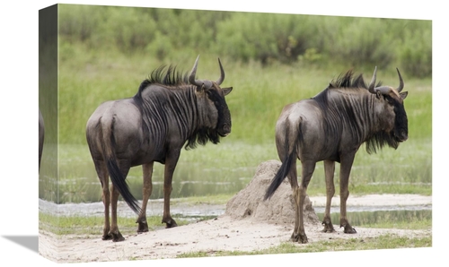 Global Gallery GCS-395406-1218-142 12 x 18 in. Blue Wildebeest Pair
