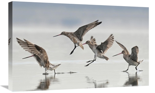 Global Gallery GCS-397470-30-142 30 in. Bar-Tailed Godwit Group Landin